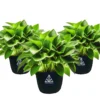 Treez Tools Anzuchttopf 3er-Set – Hochwertige 12 Liter Grow Töpfe für Urban Gardening und nachhaltiges Pflanzenwachstum