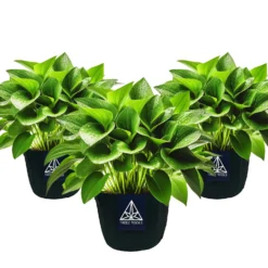 Treez Tools Anzuchttopf 3er-Set – Hochwertige 12 Liter Grow Töpfe für Urban Gardening und nachhaltiges Pflanzenwachstum