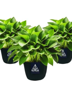 Treez Tools Anzuchttopf 3er-Set – Hochwertige 12 Liter Grow Töpfe für Urban Gardening und nachhaltiges Pflanzenwachstum