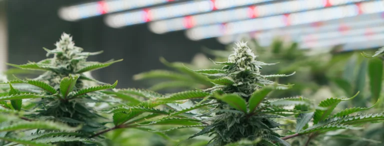 Indoor Grow Raum Setup für Cannabisanbau mit LED Beleuchtung