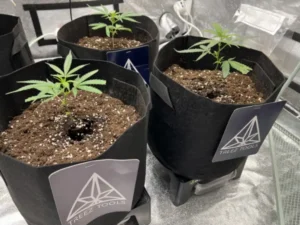 frühvegetative Phase beim Cannabisanbau