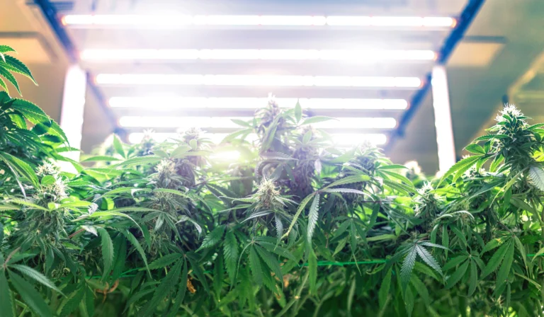 Cannabis späte Blütephase Woche 9 10 reife Buds Trichome Ernte Vorbereitung Indoor Grow