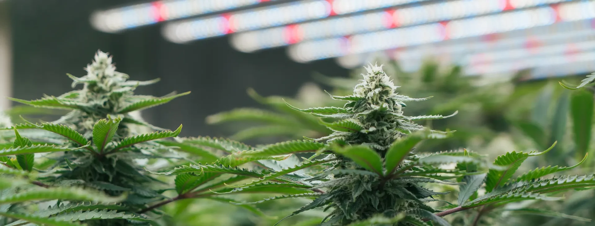 Gesunde Cannabispflanzen in Woche 3–4 der frühvegetativen Phase
