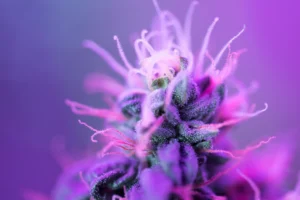 Cannabis, Cannabis Pflanze