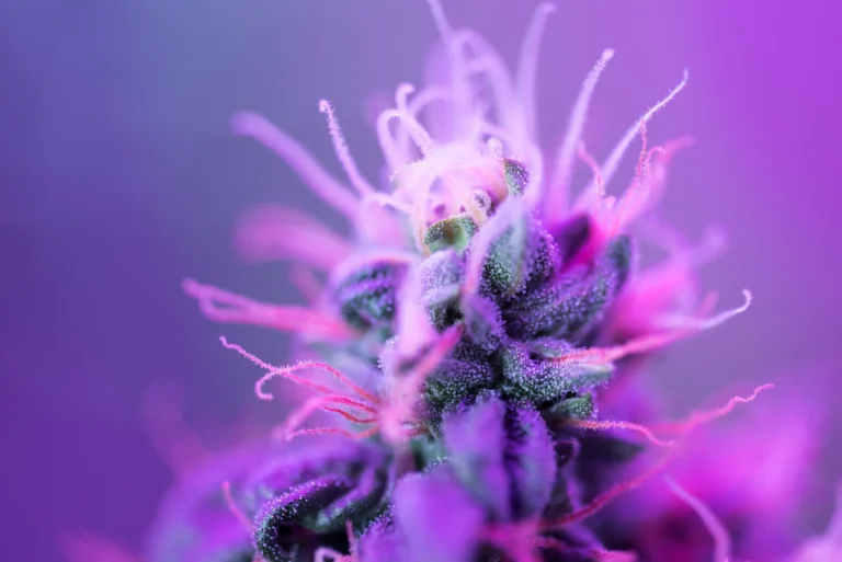 Nahaufnahme von Cannabis Trichomen zur Bestimmung der Potenz.