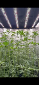 Geiztrieben entfernen bei Cannabispflanzen