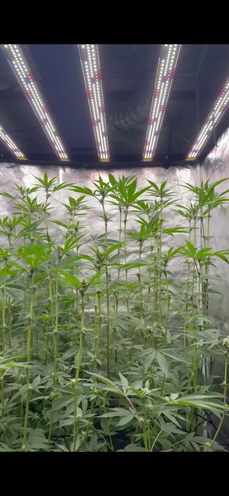 Geiztriebe bei Cannabis entfernen zur Förderung der Main-Colas und Vermeidung von Popcorn Buds.