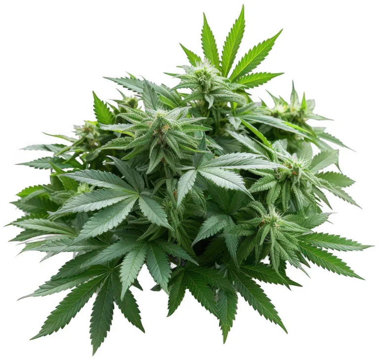 Wachstumsphase von Cannabis – typische Risiken: Nährstoffmangel (gelbe Blätter), Schädlinge (Blattläuse, Spinnmilben), Temperaturschwankungen (20-30°C ideal) und Überwässerung. Prävention mit ausgewogener Düngung, regelmäßiger Kontrolle, konstantem Klima und richtiger Bewässerung.