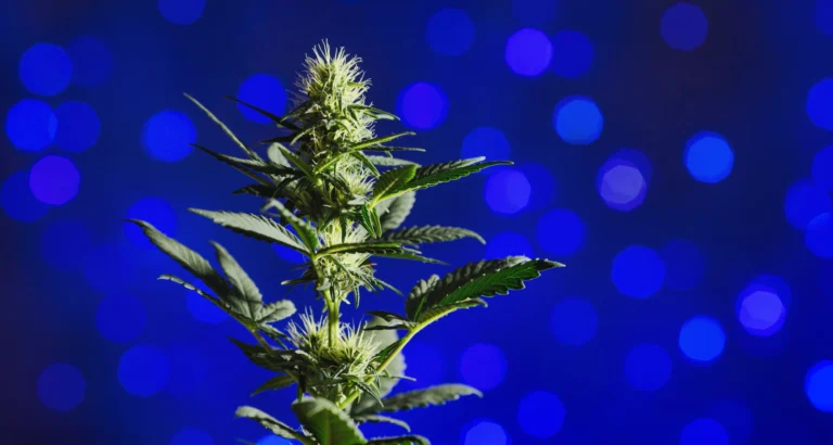 Cannabinoide und Terpene im Überblick – Cannabinoide wie THC (psychoaktiv), CBD (therapeutisch), CBG, CBC, CBN wirken über das Endocannabinoid-System. Terpene wie Myrcen (beruhigend), Limonen (stimmungsaufhellend), Linalool (angstlösend), Pinene (wachmachend), Caryophyllen (entzündungshemmend) erzeugen Aromen und verstärken im Entourage-Effekt die Wirkung.