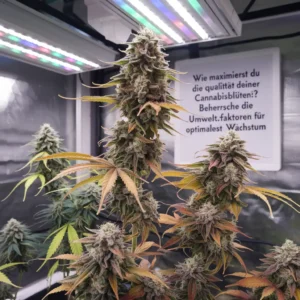 Wie maximierst du die Qualität deiner Cannabisblüten? Beherrsche die Umweltfaktoren für optimales Wachstum