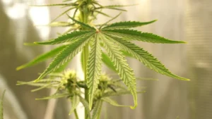 Cannabis Indica vs Sativa leaves