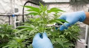 Cannabis beschneiden – Schritt-für-Schritt-Anleitung mit scharfer Trimmschere, Handschuhen und sauberer Arbeitsfläche. Wet Trimming direkt nach Ernte, Dry Trimming nach Trocknung. Entfernen großer Fächerblätter, schonendes Trimmen der Zuckerblätter. Reste für Hasch, Tee oder Extrakte verwenden.