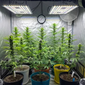Cannabis-Anbau, Grow-Room, Hanfsorten, Indoor-Growing, Multi-Strain, Homegrow, Dünger, Blütephase, SCROG, LST