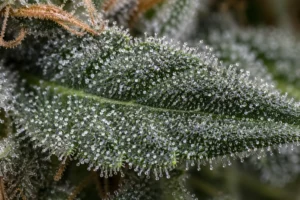 Harzige Zuckerblätter Cannabis Trimm Nahaufnahme