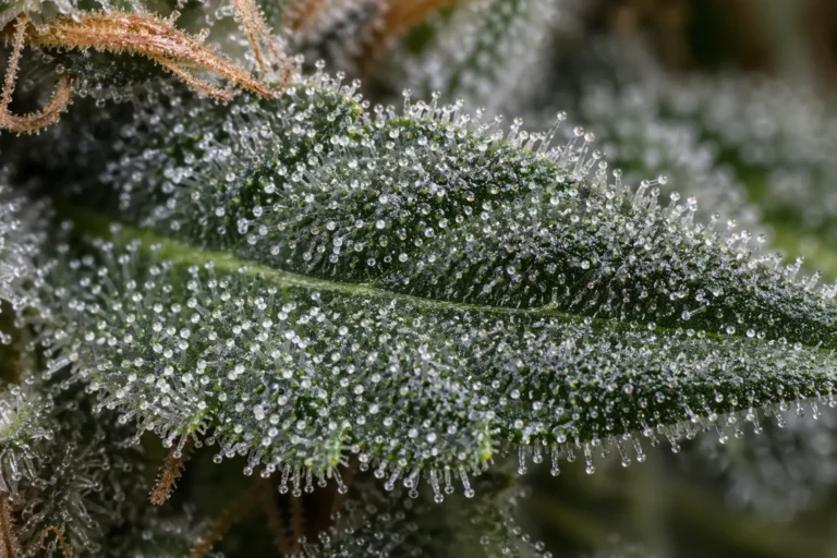 Harzige Zuckerblätter Cannabis Trimm Nahaufnahme
