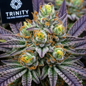 Trinity - Die seltene Power-Sativa