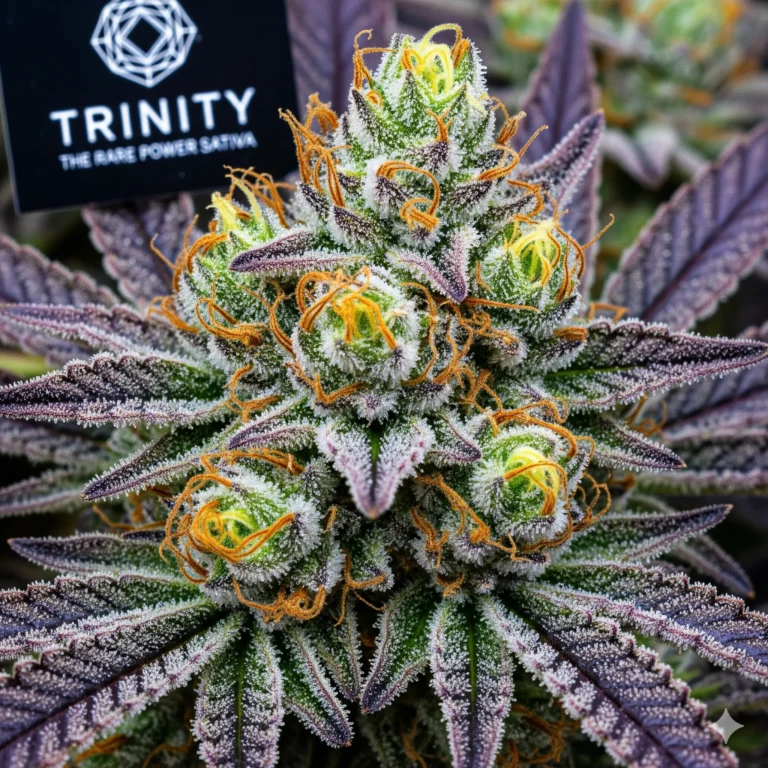 Trinity Strain Review – Seltene Power-Sativa mit 27-30% THC, langgestreckten Buds und zitrus-scharfem Aroma im Grow von Treez Tools