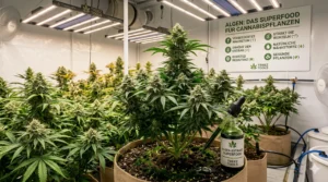 Anwendung von Kelp-Algenextrakt zur Stärkung der Cannabis-Pflanzen im Indoor Grow.