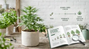 Blühende Autoflowering Cannabis Pflanze in einer kompakten Growbox unter LED Licht.