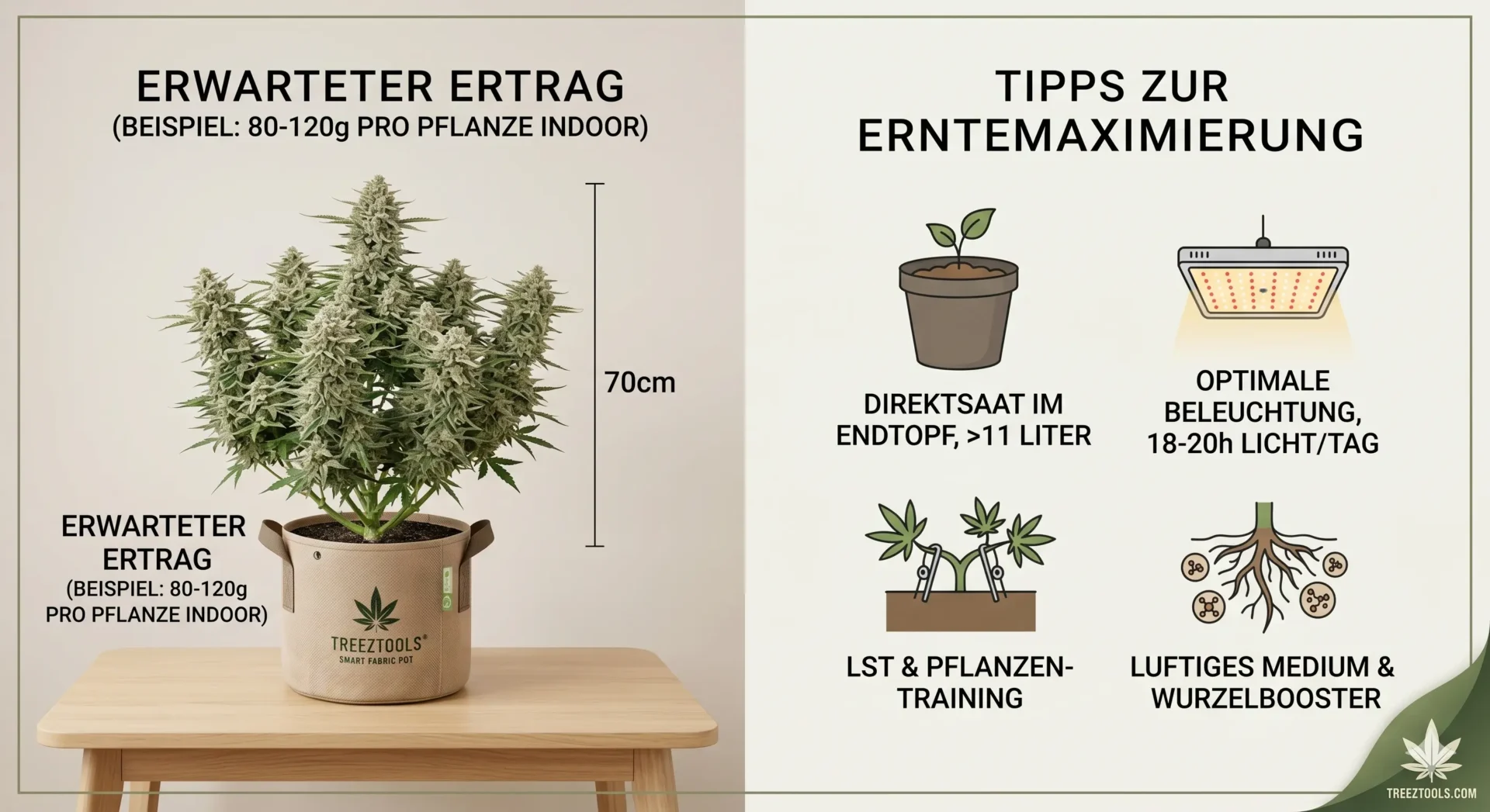 Hoher Ertrag bei einer Autoflowering Cannabis Pflanze unter einer modernen LED Grow Lampe.