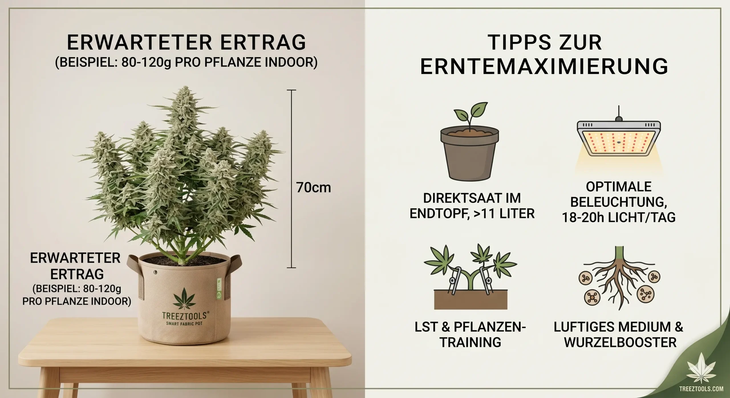 Hoher Ertrag bei einer Autoflowering Cannabis Pflanze unter einer modernen LED Grow Lampe.