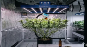 Cannabis-Pflanzen im optimalen ScrOG-Setup mit straff gespanntem Netz unter einer modernen LED-Growlampe im Growzelt