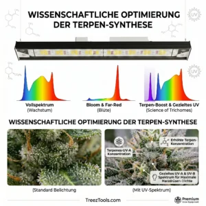 Eine blühende Cannabispflanze unter violettem UV-Licht mit sichtbaren, harzigen Trichomen.