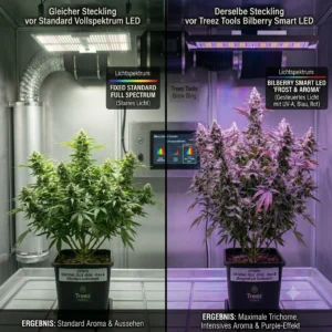 Vergleich von Cannabis Stecklingen unter verschiedenen LED Lichtspektren zur gezielten Steigerung der Terpene.