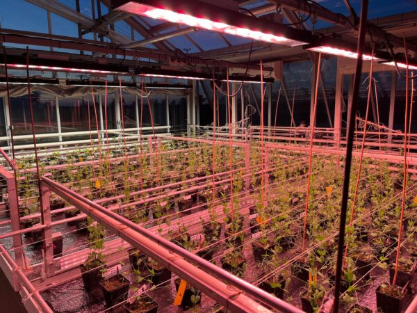Bilberry LED-Leisten im Blüte-Spektrum über Versuchspflanzen in einem Forschungsgewächshaus