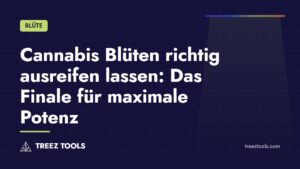 Titelbild: Cannabis Blüten richtig ausreifen lassen: Das Finale für maximale Potenz
