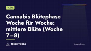 Titelbild: Cannabis Blütephase Woche für Woche: mittlere Blüte (Woche 7–8)