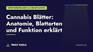 Titelbild: Cannabis Blätter: Anatomie, Blattarten und Funktion erklärt