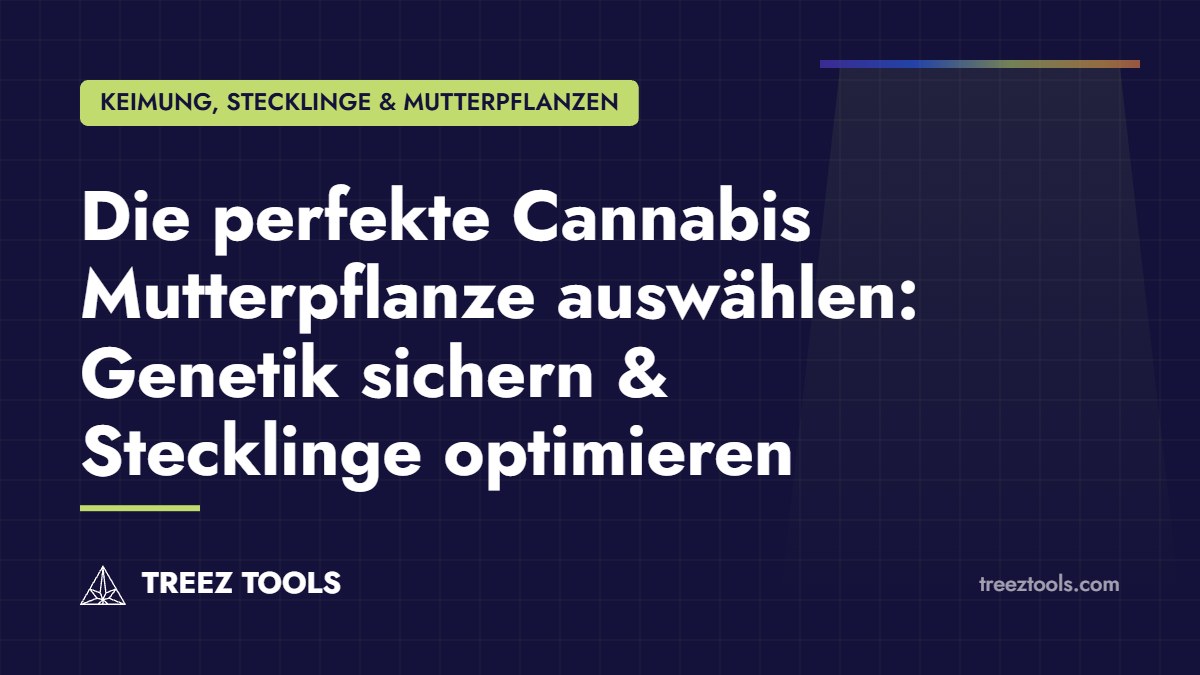 Titelbild: Die perfekte Cannabis Mutterpflanze auswählen: Genetik sichern & Stecklinge optimieren
