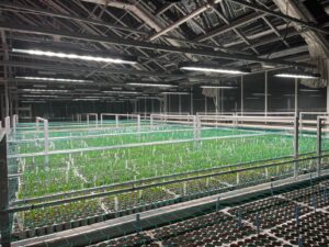 Bilberry LED-Leisten über Versuchspflanzen in einem Forschungsgewächshaus