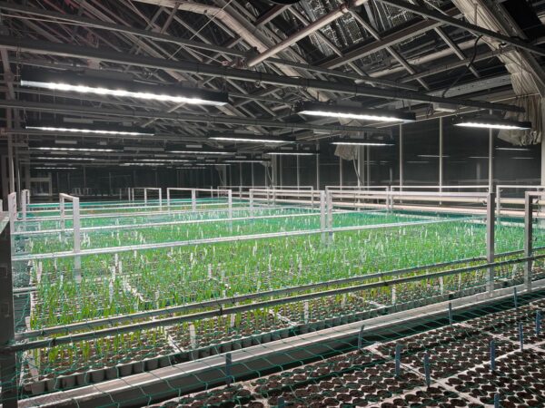 Bilberry LED-Leisten über Versuchspflanzen in einem Forschungsgewächshaus