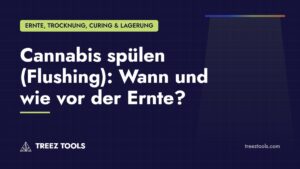Titelbild: Cannabis spülen (Flushing): Wann und wie vor der Ernte?