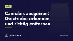 Titelbild: Cannabis ausgeizen: Geiztriebe erkennen und richtig entfernen