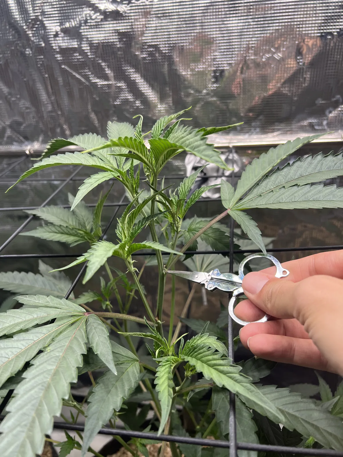 Topping der Wedding Cake am 2. Mai