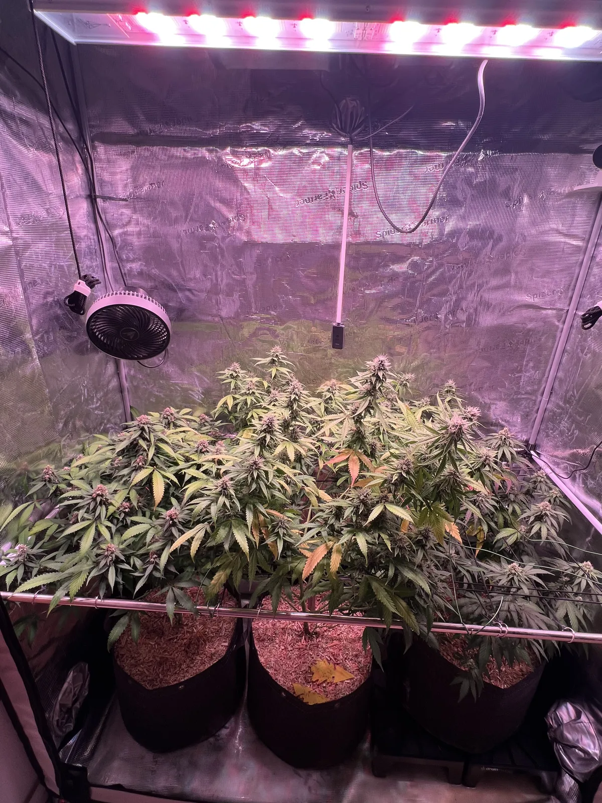 Grow Report 2026: Zelt mit Smart Grow Light 340W in Woche 10