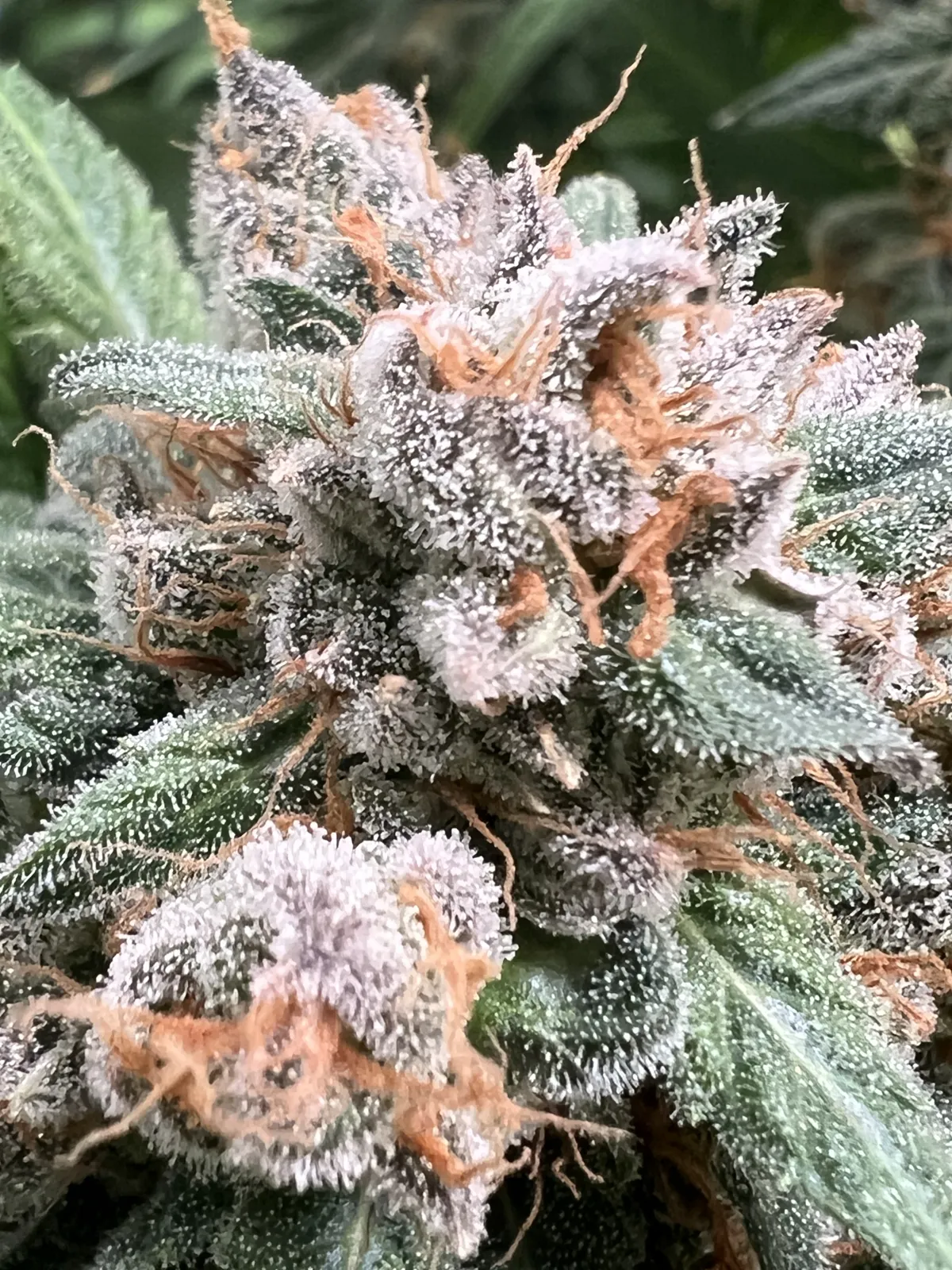 Blüte kurz vor der Ernte in Woche 14 unter der Smart Grow Light 340W