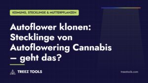 Titelbild: Autoflower klonen: Stecklinge von Autoflowering Cannabis – geht das?