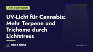Titelbild: UV-Licht für Cannabis: Mehr Terpene und Trichome durch Lichtstress