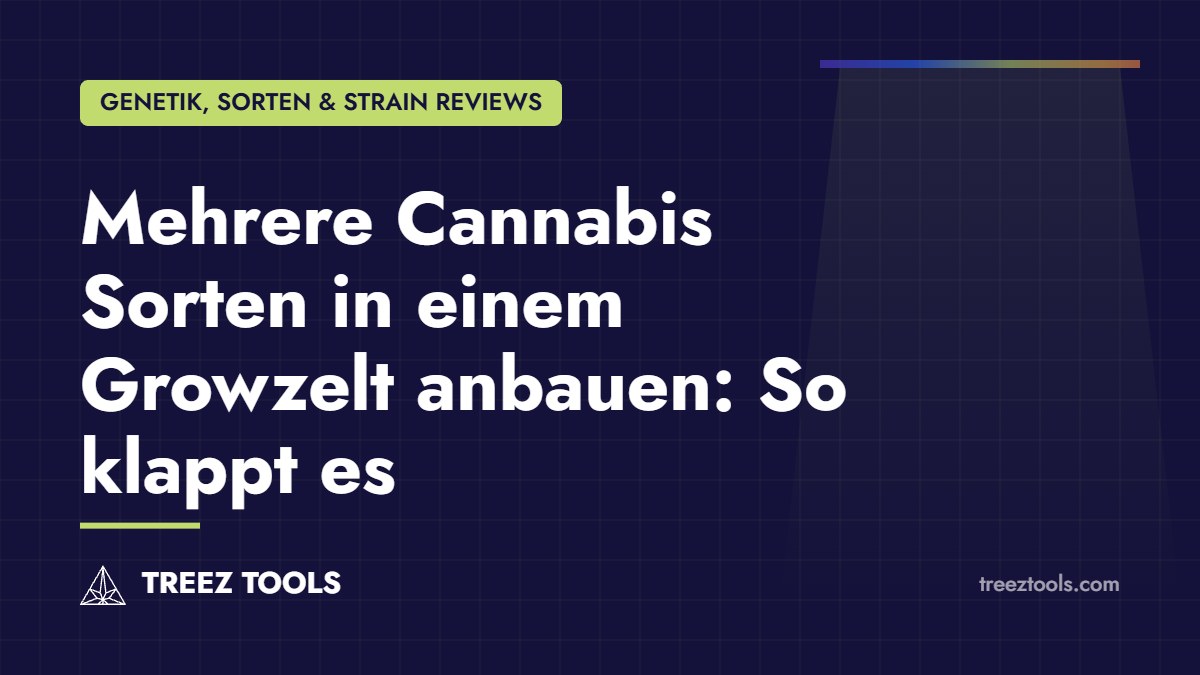 Titelbild: Mehrere Cannabis Sorten in einem Growzelt anbauen: So klappt es