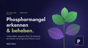 Pflanze mit violett verfärbten unteren Blättern als Zeichen für Phosphormangel, daneben das Element Phosphor (P)
