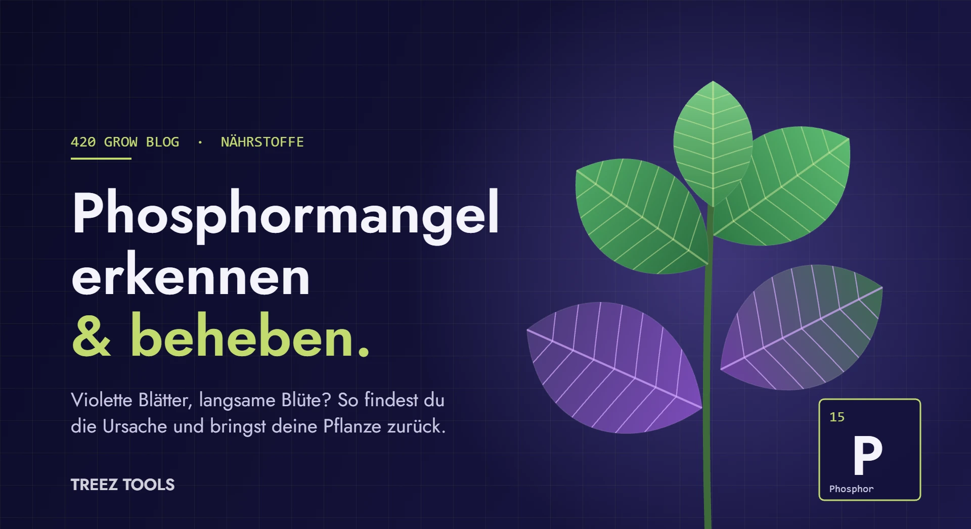 Pflanze mit violett verfärbten unteren Blättern als Zeichen für Phosphormangel, daneben das Element Phosphor (P)