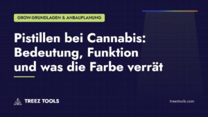 Titelbild: Pistillen bei Cannabis: Bedeutung, Funktion und was die Farbe verrät