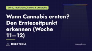 Titelbild: Wann Cannabis ernten? Den Erntezeitpunkt erkennen (Woche 11–12)