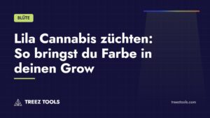 Titelbild: Lila Cannabis züchten: So bringst du Farbe in deinen Grow