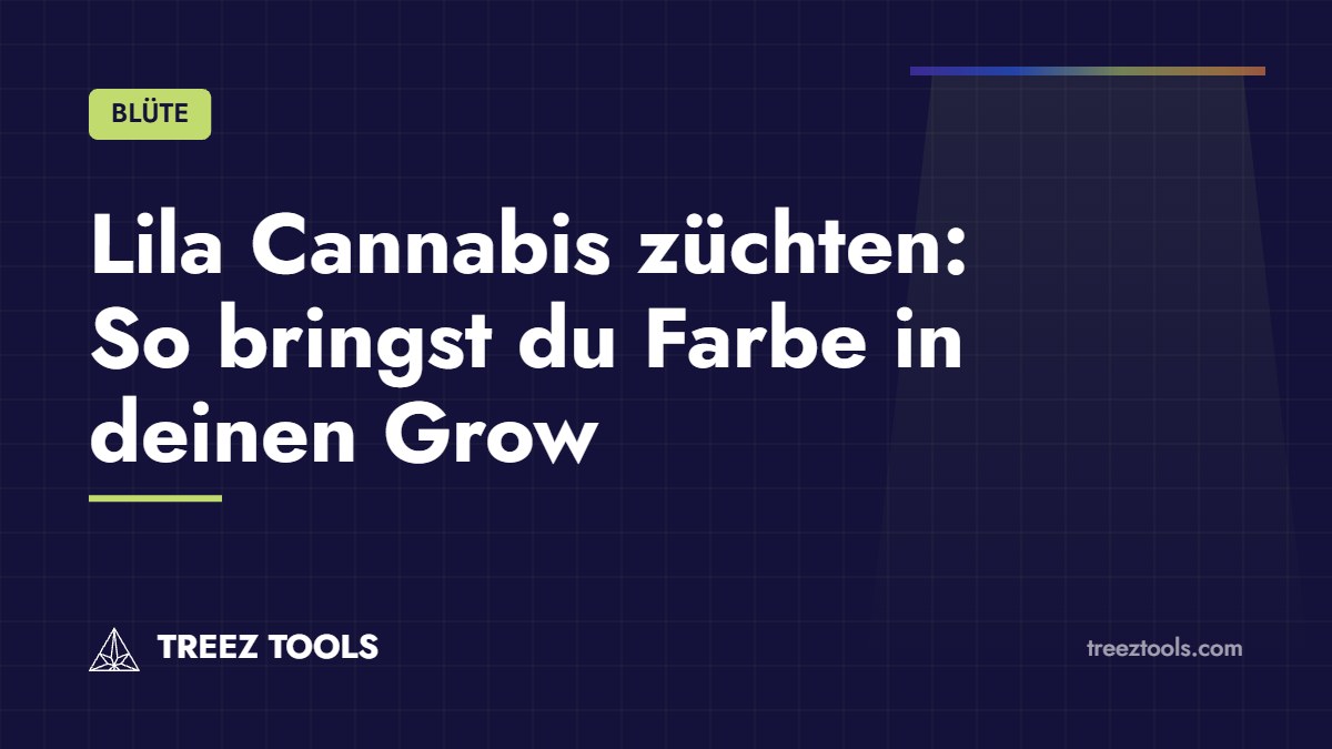 Titelbild: Lila Cannabis züchten: So bringst du Farbe in deinen Grow