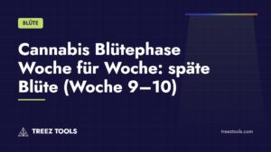 Titelbild: Cannabis Blütephase Woche für Woche: späte Blüte (Woche 9–10)
